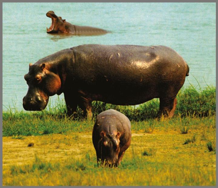 Immagine prodotto Brainstorm Torcia per animali e proiettore (Inglese, Francese, Italiano, Tedesco)
