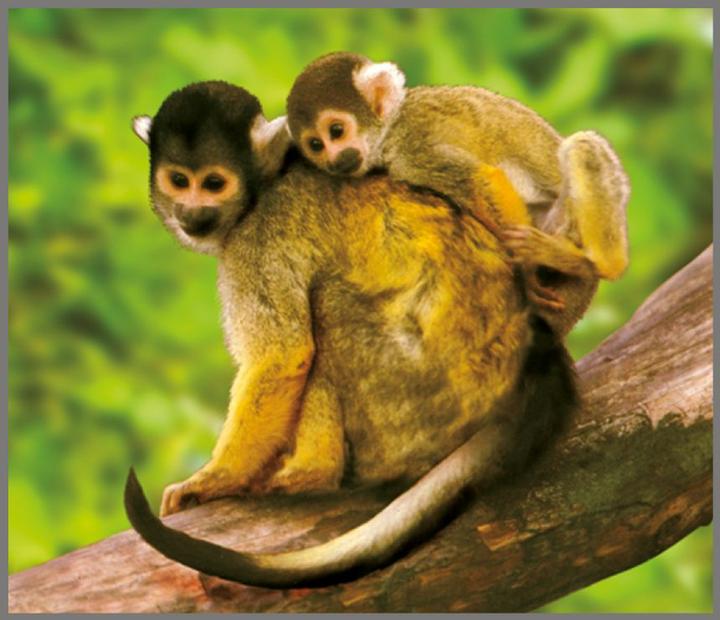 Immagine prodotto Brainstorm Torcia per animali e proiettore (Inglese, Francese, Italiano, Tedesco)