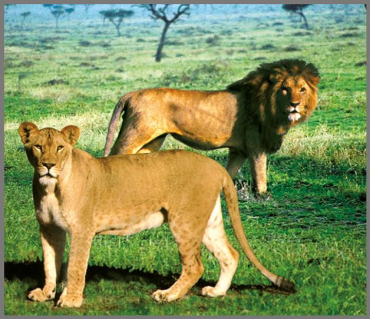 Immagine prodotto Brainstorm Torcia per animali e proiettore (Inglese, Francese, Italiano, Tedesco)