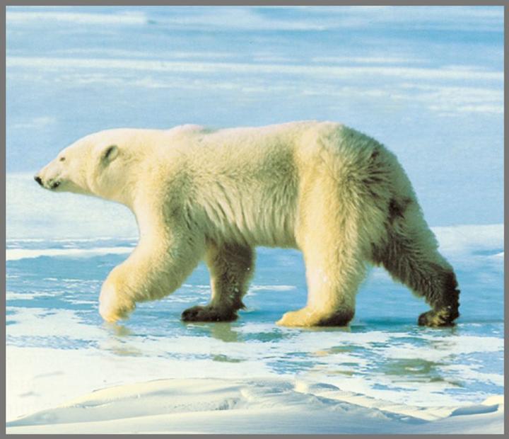 Immagine prodotto Brainstorm Torcia per animali e proiettore (Inglese, Francese, Italiano, Tedesco)