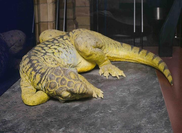 Immagine prodotto Brainstorm Museo di storia naturale - Torcia e proiettore per dinosauri (Tedesco, Francese, Italiano, Inglese)