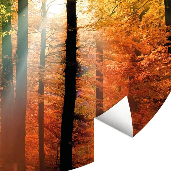 Immagine prodotto Trenddeko Foresta d'autunno dorata (Ø 284 cm)