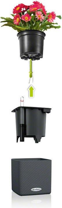 Actual product image Lechuza Cube Color (17 cm)