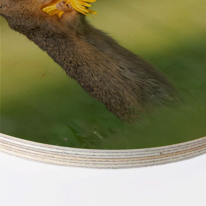 Immagine prodotto Trenddeko van Duijn - Gopher odora di fiori (Ø 20 cm)