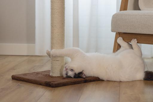 Image du produit Beeztees Bz Arbre à Chat Gina XL Brun 40x (90 cm, Marron)