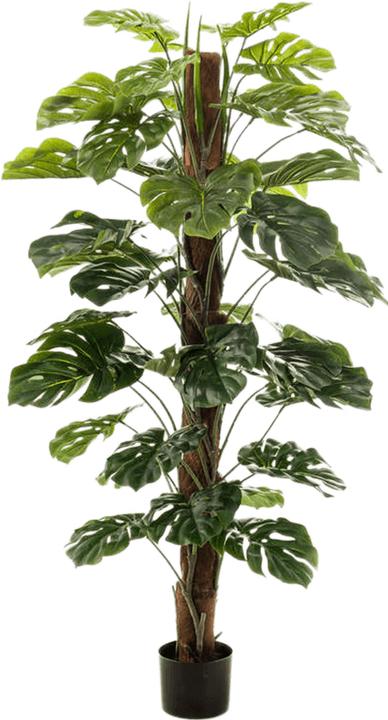 Image du produit Emerald Sarbis (150 cm)