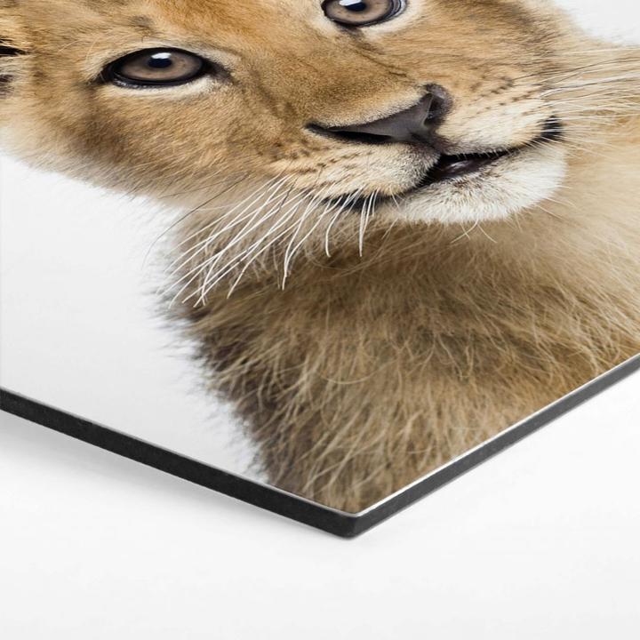 Image du produit Trenddeko Bébé lion (35 x 30 cm)