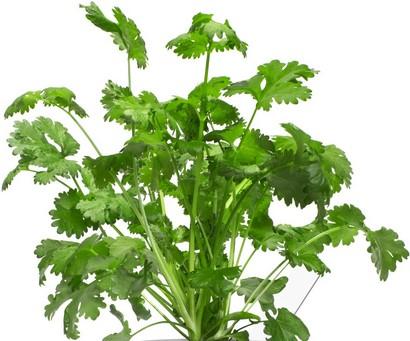 Produktbild Click and Grow Koriander (Kräutersamen)