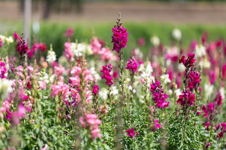 Produktbild Zollinger Bio Löwenmäulchen, Gemischt (ein- bis mehrjährig) (Blumensamen)