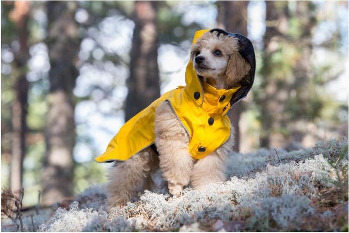 Image du produit Rukka Flux (55, Manteau pour chien)