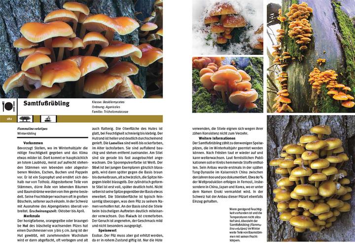 Immagine prodotto Pilzführer Schweiz (Tedesco, Markus Flück, 2025)