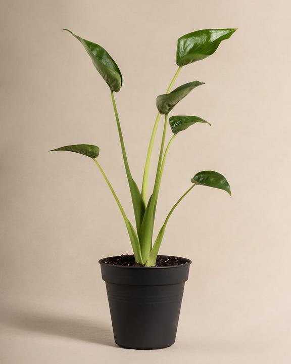 feey Alocasia 'Tiny Dancer' - kaufen bei Galaxus - Galaxus