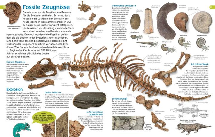 Produktbild memo Wissen entdecken. Evolution (Deutsch, DK Verlag - Kids, Frauke Bahle, 2018)
