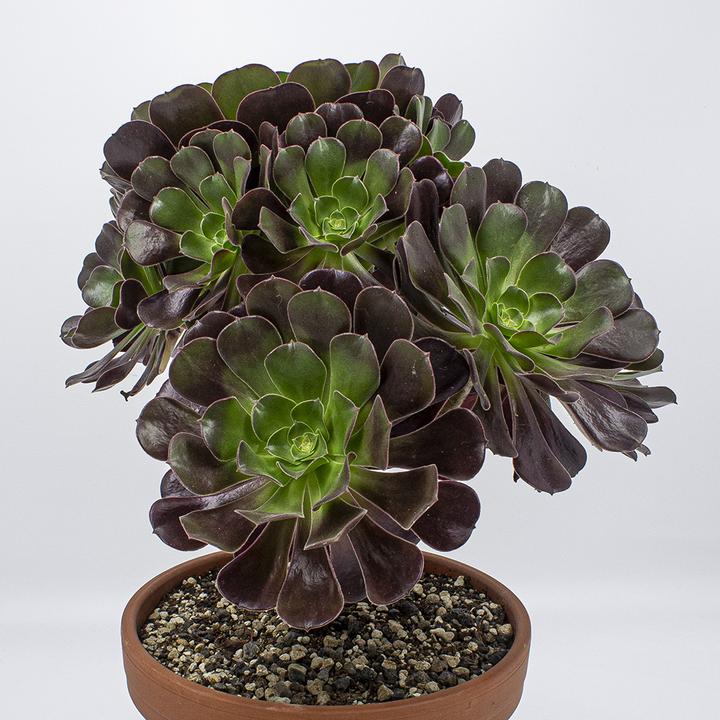 Produktbild Kakteen Gautschi Aeonium velour (20 cm)