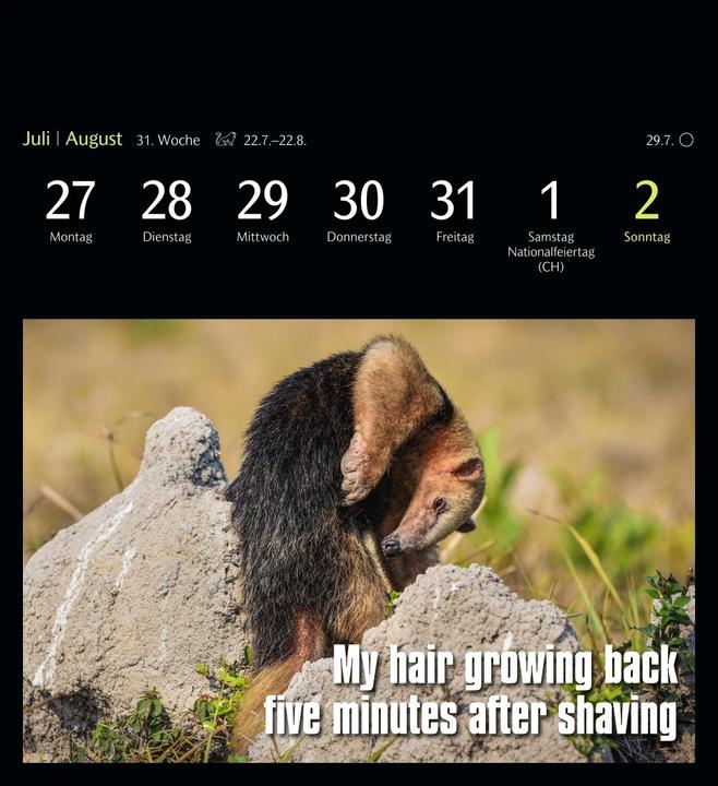 Actual product image Harenberg Animal Memes Postkartenkalender 2026 - 53 tierisch witzige Postkarten (Hardcover, English, German)