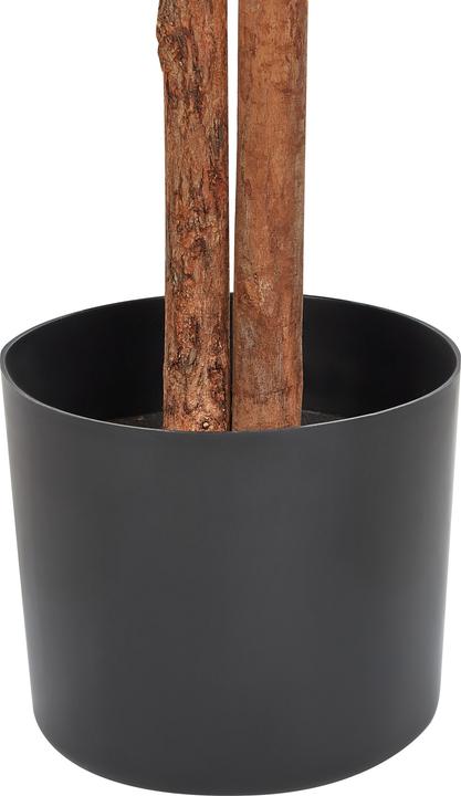 Immagine prodotto Beliani Ficus (167 cm)