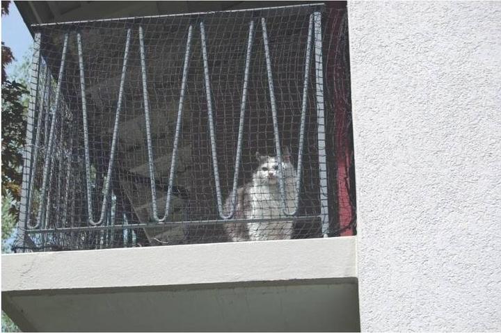 Immagine prodotto Windhager Rete di protezione per gatti