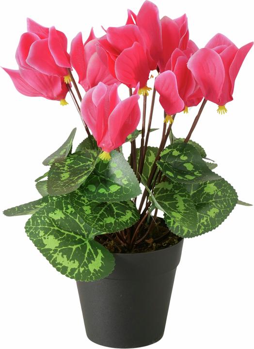 Boltze Home Topfpflanze (27 cm)