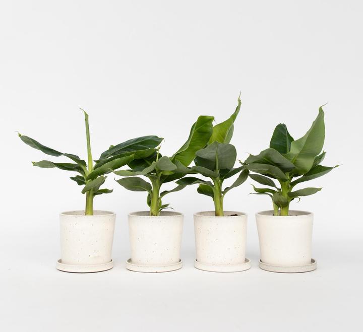 calathea louisae Calathea Louisae ' Thai Beauty ' for Sale main image 0