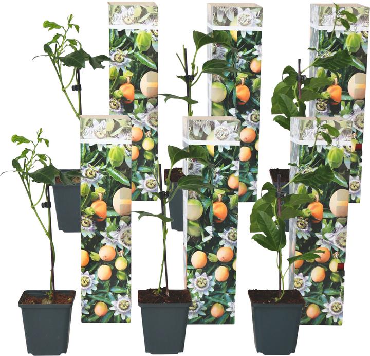 Image du produit Plant in a Box Passiflora edulis 'Frederick' - Lot de 6 Passiflores (25 cm)
