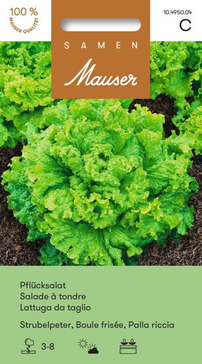Actual product image Samen Mauser Pick lettuce Strubelpeter (Vegetable seeds)
