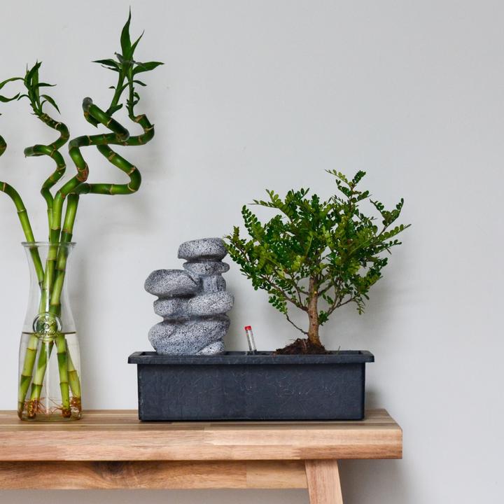 Actual product image Plant in a Box Bonsai Ligustrum, Carmona, Ficus Retusa, Syzygium, Sageretia - Bonsai Water System Stones (25 cm)