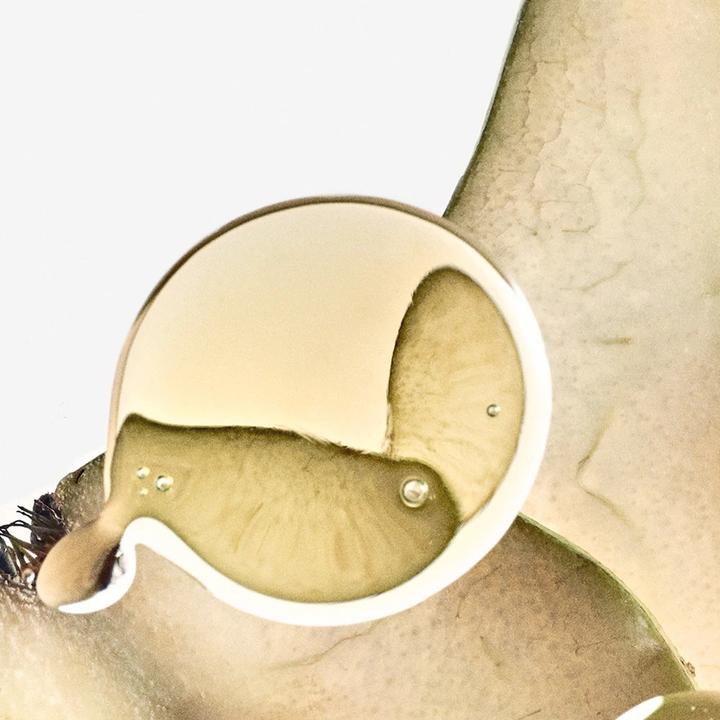 Produktbild Loewe Solo Ella Elixir Edp Spray 50ml (Eau de Parfum, 50 ml)