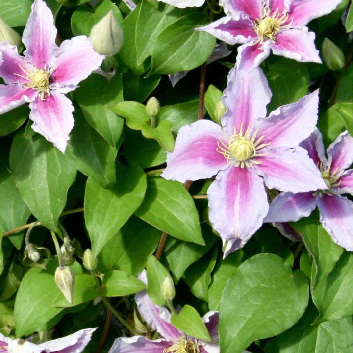 Immagine prodotto Plant in a Box Clematis 'Hagley Hybrid' - Set di 3 clematis (25 cm)