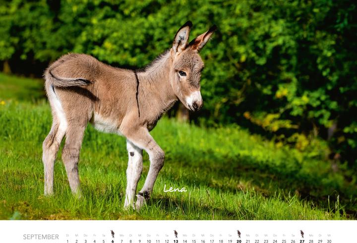 Produktbild Esel Kalender 2026 (47,5 x 33 cm)