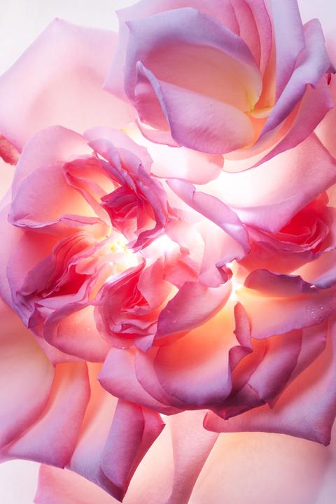 Immagine prodotto Bulgari Essenza di rosa Allegra (Eau de parfum, 40 ml)