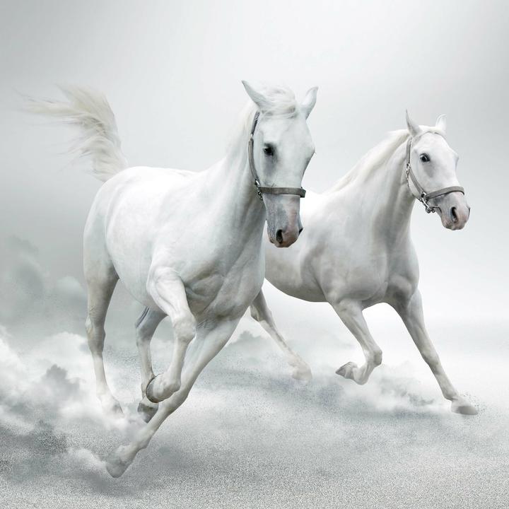 Produktbild Magic Horses 2026 (30x30cm)
