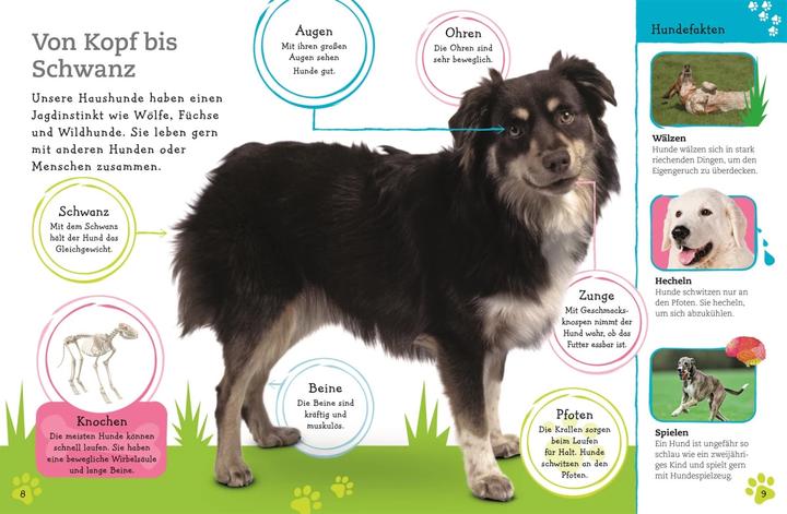 Produktbild Alles über deinen Hund (Deutsch, Andrea Mills, 2018)