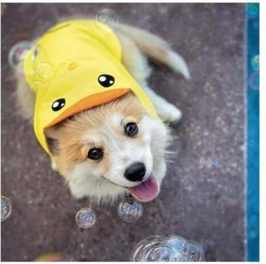 Immagine prodotto Croci Amtra anatra mackintosh 30 cm (30, Cappotto impermeabile per cani)