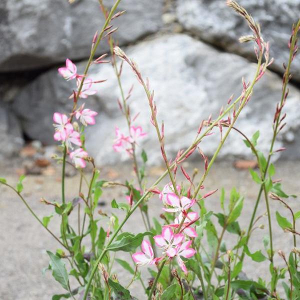 Actual product image Säntispracht The Magnificent Candle, a summer perennial - Gaura lindheimeri 'Rosyjane' (50 cm)
