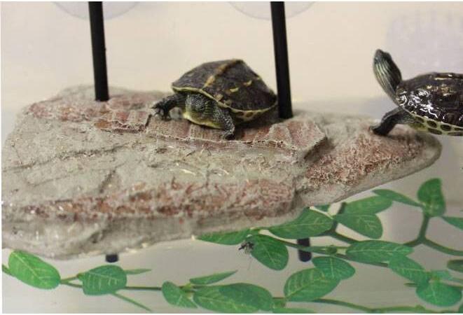 Actual product image Reptiles-Planet Turtle Island