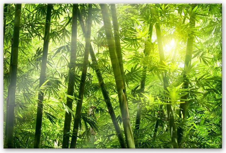 Image du produit Trenddeko Du soleil dans la forêt de bambous (60 x 40 cm)