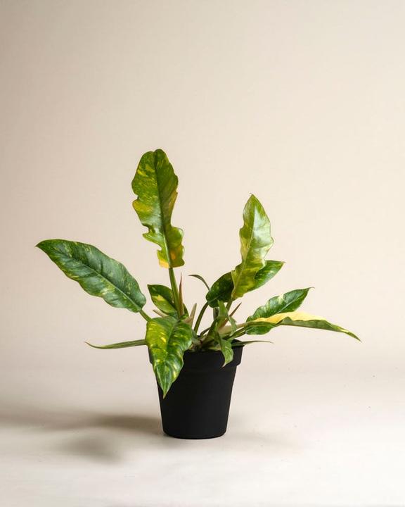 Produktbild feey Schweizer Philodendron 'Ring of Fire' • (35 cm)