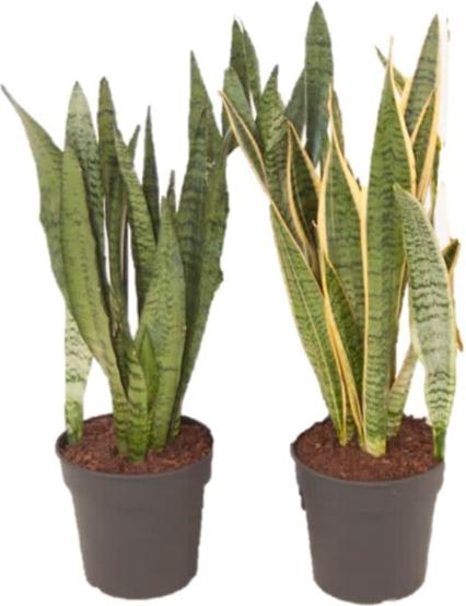 Actual product image Fresca-Plant Sansevieria mix (17 cm)