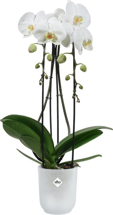 Actual product image Elho Vibes Fold Orchid High (13 cm)