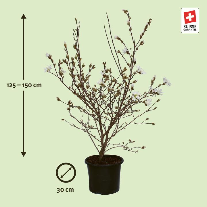 Actual product image Zulauf Star magnolia, Starry magnolia (150 cm)