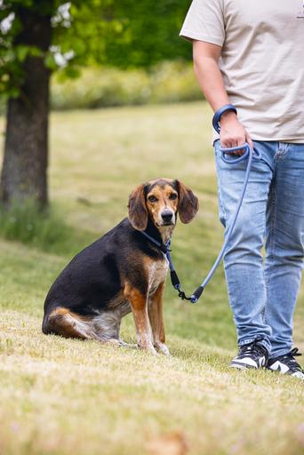Actual product image Beeztees Parinca collar round (Dog, Dog sport)