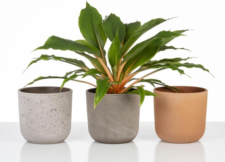 Image du produit Scheurich Pot de fleurs Basalto 17.6 cm, Gris (17.60 cm)