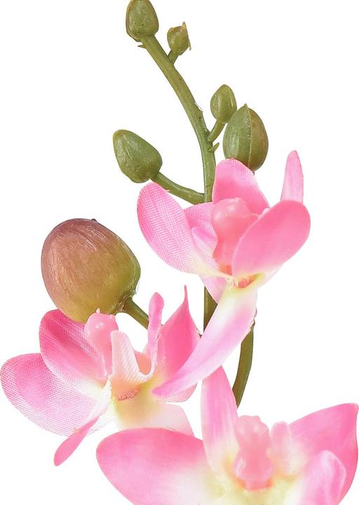 Produktbild DPI Mini Orchidee Phalaenopsis (20 cm)