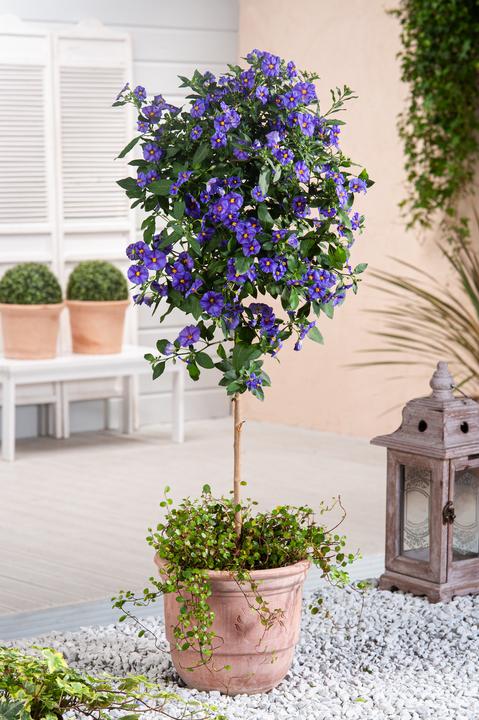 Produktbild Plant in a Box Lycianthes rantonnetii - 6er-Set Nachtschatten (25 cm)