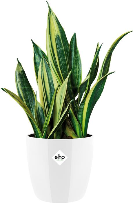 Produktbild Elho Brussels (16 cm)