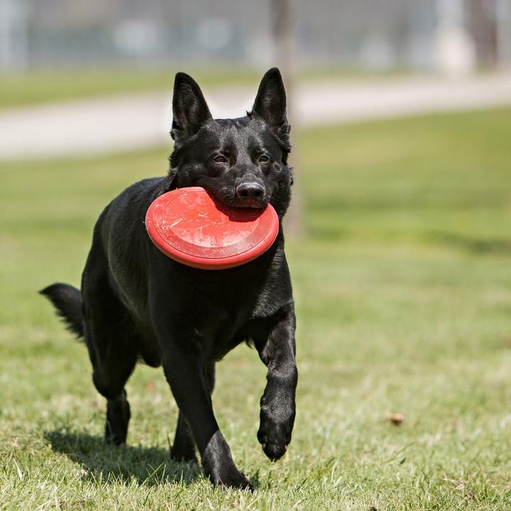 Actual product image KONG Flyer (Litter toy dog)