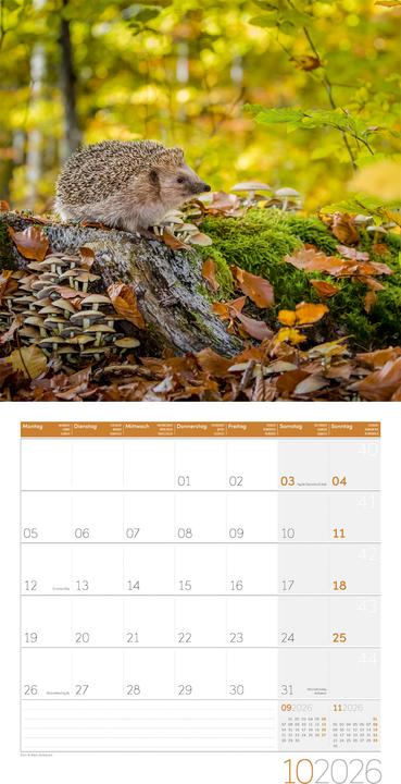 Produktbild Igel Kalender 2026 - 30x30