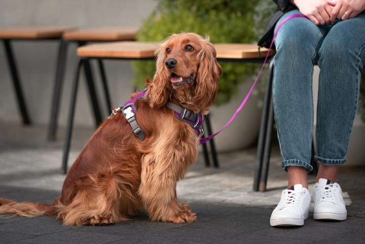 Produktbild Red Dingo Hundegeschirr Dingo 47-73 cm 56-80 cm Lila L (L, Hund, Hundesport)