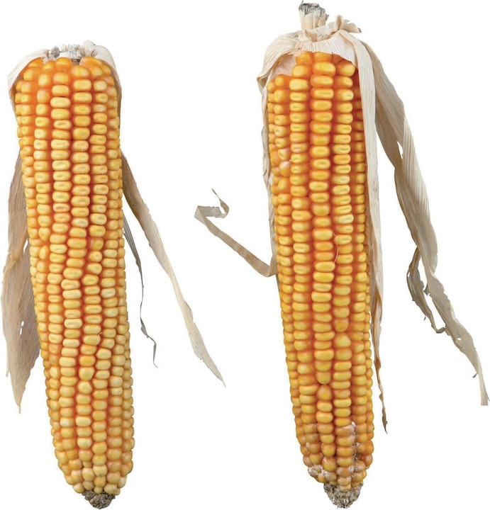 Actual product image Trixie Corn on the cob 2 pieces (0.25 kg, 2 x)