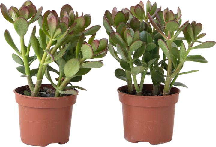 Produktbild Plant in a Box Crassula ovata 'Minor' - 2er Set Glücksbäumchen (15 cm)